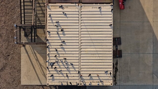 Aerial view of a group of pigeons perched on top of beige shipping containers in a rural industrial setting in Eaton, Colorado, United States.