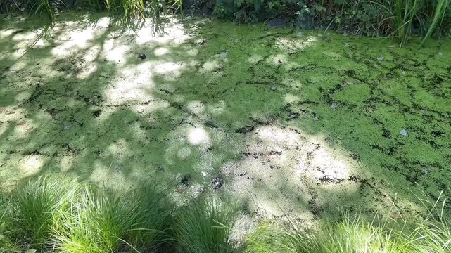 Green duckweed covering a quiet pond surface surrounded by lush grass and trees in summer shade