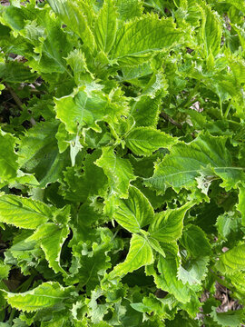 Fresh green shiso leaves growing densely in a garden, showcasing vibrant edible foliage, natural greenery and healthy botanical vegetation.