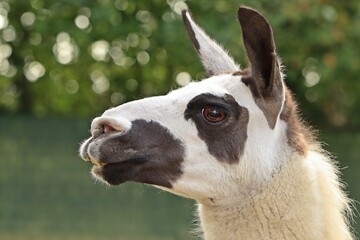 Fototapeta premium Portrait eines Lamas (Lama glama)
