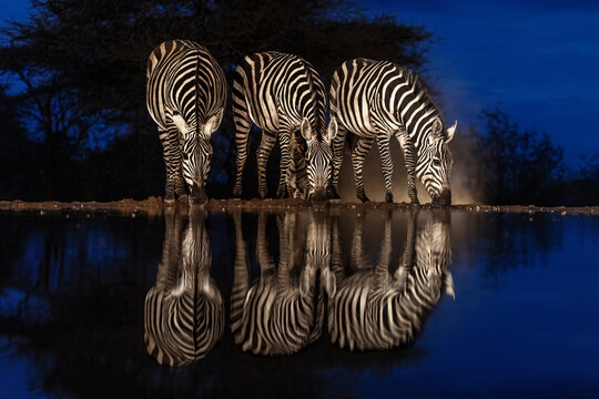 Three Grant's zebras, Equus quagga boehmi, drinking from a waterhole during blue hour, with mirror reflection. South Rift Valley, Kenya.