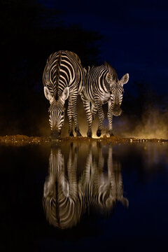 Two Grant's zebras, Equus quagga boehmi, approach a waterhole during blue hour, with mirror reflection. South Rift Valley, Kenya.