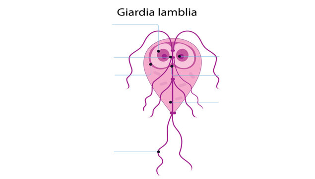  Giardia lamblia, Scientific medical illustration of Giardia lamblia, a flagellated protozoan parasite with its characteristic pear-shaped body, paired nuclei, and multiple flagella.