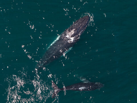 Aerial view of a humpback whale and its calf swimming in the deep blue ocean near Long Reef Headland in Collaroy, New South Wales, Australia.