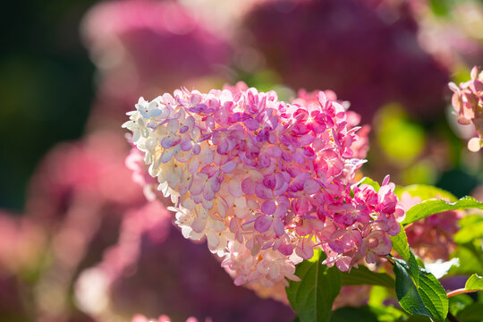 Beautiful Hydrangea paniculata "Vanille Fraise", bouquet hydrangea flowers in the summer home garden, floral wallpaper, background for design