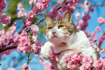 Cute Cat Resting Among Pink Peach Blossoms Under a Blue Sky © KAEDE