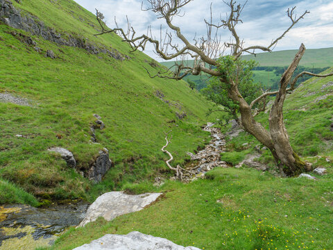 Wildes Tal mit Wasserlauf und Baum in Wharfdale bei Buckden