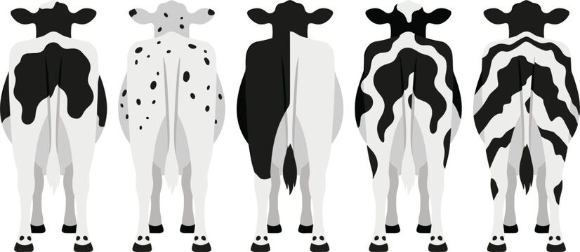 Rear View Cow Vector Illustration Set Featuring Different Black and White Spotted Hide Patterns for Dairy Farm Designs