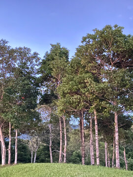 Tall tropical trees forming a dense forest landscape under a clear blue sky, representing natural environment, forestry, biodiversity and conservation.