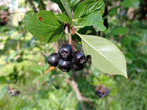 Close up of some Aronia berries in a home garden on a sunny day in September.