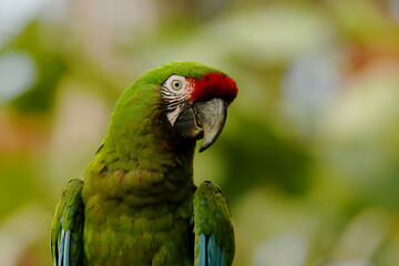 Portrait of a Mexican military macaw (Ara militaris mexicana) © SimonJohannes