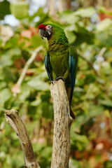 Mexican military macaw (Ara militaris mexicana) perched on a tree trunk © SimonJohannes