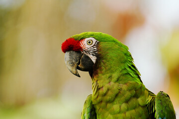 Lateral portrait of a Mexican military macaw (Ara militaris mexicana) © SimonJohannes