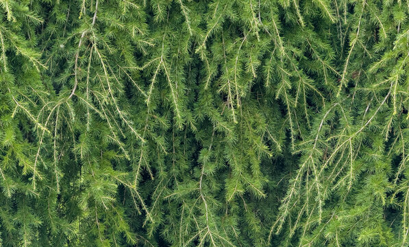Closeup of Weeping European Larch as a foliage background banner image