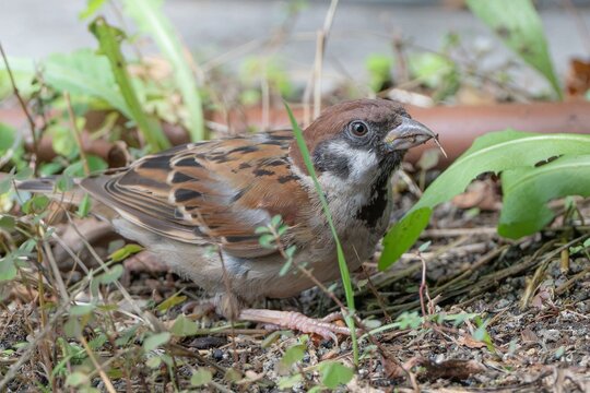 Eurasian tree sparrow foraging on the ground among green weeds