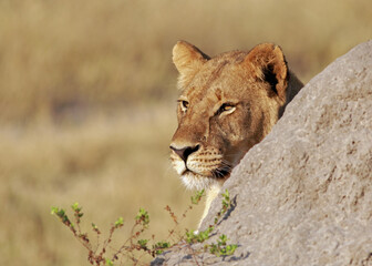 Lioness peeping out from behind a large boulder on Hwange National Park, Zimbabwe © paula
