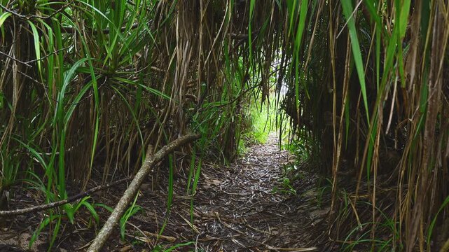 【海へ続く道】亜熱帯の植物が生い茂るジャングルの小道（ビーチへの入り口・沖縄）