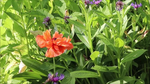 Red poppy flower and blue cornflowers in a garden on a sunny summer evening, 2x time-lapse &ndash; horizontal video, close-up