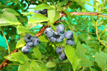 Large, ripe blueberries on a bush in the garden on a sunny summer day – horizontal photo, close-up © Iuliia Koroleva