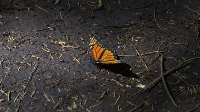 High angle shot of a solitary monarch butterfly walking slowly and fluttering its wings weakly on the dirt ground of a forest.