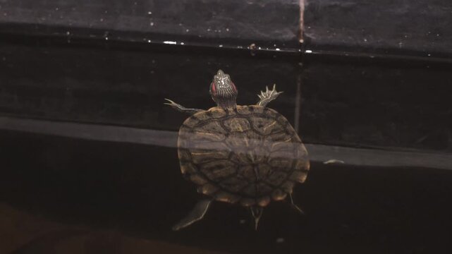 A pet Red-Eared Slider turtle breaks the surface of a dark captive pond to take a quick breath of air before swimming off