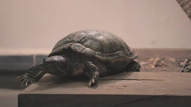 close up shot a pet Red Eared Slider turtle, resting peacefully on a dusty wooden platform within an indoor enclosure