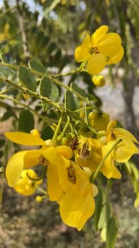 Senna spectabilis or American cassia, popcorn tree yellow flowers close up, growing in Tenerife, Canary Islands, Spain4K.