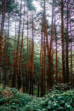 Pine forest with dense trees and green foliage