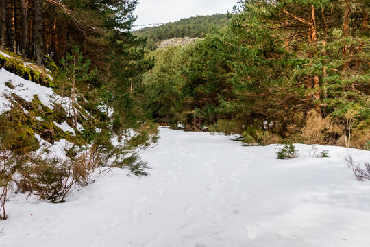 Snow-covered pine forest trail with footprints