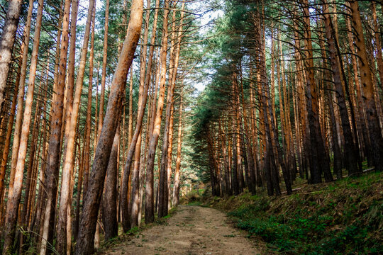 Trail path through dense pine forest