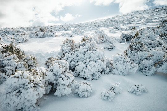 Snow-covered bushes on a snowy hillside in Spain winter landscape