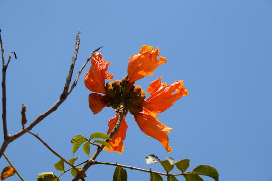 spathodea campanulata flower close up with blue sky background