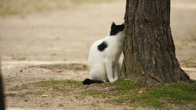 Cat Grooming Itself with Leg Raised Near Tree Trunk in Park 4K