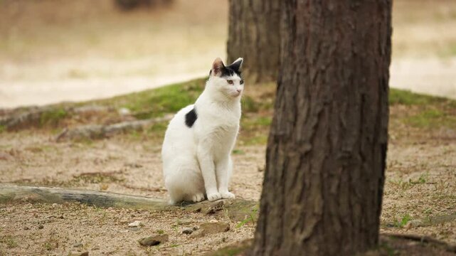 Cat Sitting Near Tree Root Looking Around and Shaking Its Head 4K