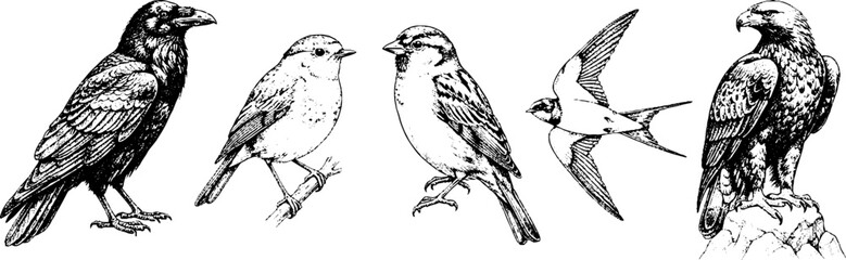 Fototapeta premium Assorted bird species perched and flying on plain background