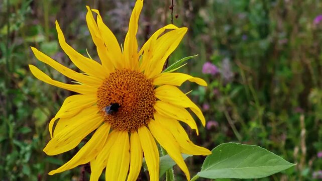 Close-up of a yellow sunflower with a bumblebee on the flower head &ndash; wildflower meadow, summer garden, pollinator
