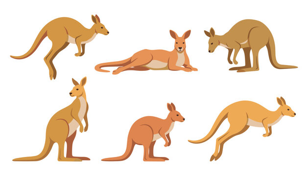 Kangaroo wild animal flat vector illustration character set. Jumping, standing, lying, hopping, marsupials with long tails and powerful hind legs.