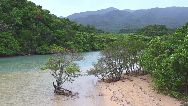 エメラルドグリーンの水辺に自生する石垣島のマングローブ（亜熱帯・大自然）