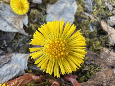 Close-up top view of a vibrant yellow coltsfoot flower blooming on the ground surrounded by dry leaves and moss in early spring.