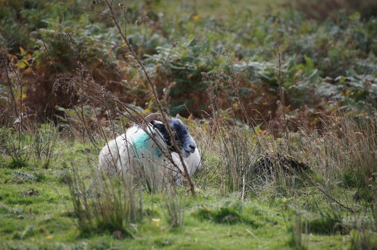 Highland Schaf
