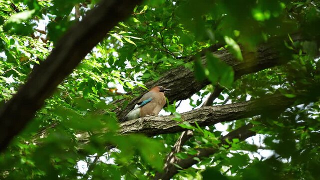 Eurasian Jay Preening Breast Feathers and Taking Off in Slow Motion 4K