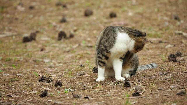 Tabby Cat Looking Around Grooming Itself on Pine Cone Ground 4K