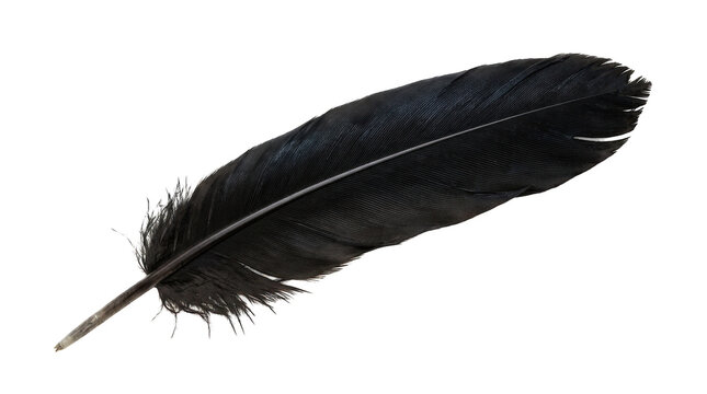 A single soft black bird feather isolated on a plain surface