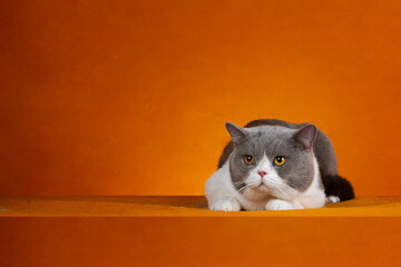 cat on a chair © Haritsa