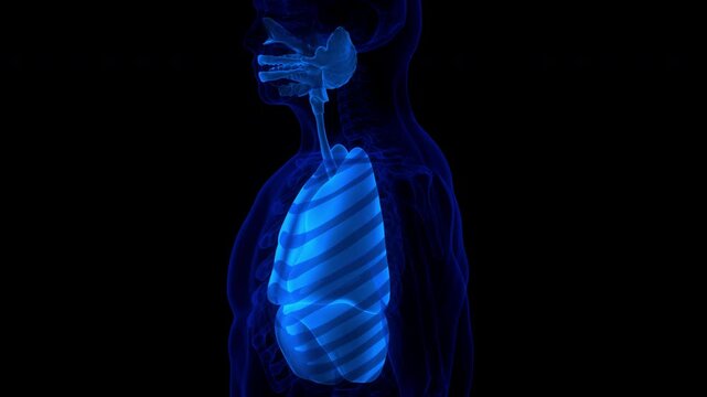 Human Respiratory System Lungs with Diaphragm Anatomy Animation Concept