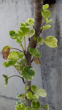 Variegated leaves of Polyscias balfouriana 'Variegata', featuring attractive green foliage with creamy white margins, commonly grown as an ornamental tropical plant.