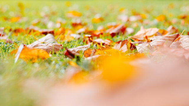 A ground-level view shows various orange and yellow autumn leaves scattered across green grass. The scene captures the essence of fall with bright colors blending into the natural setting