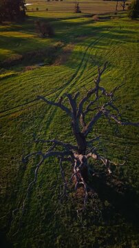 Vertical 9:16 drone rising shot close up of red lichens on an ancient oak tree trunk