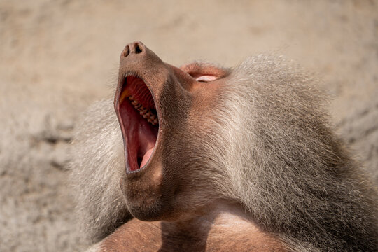 Portrait of baboon