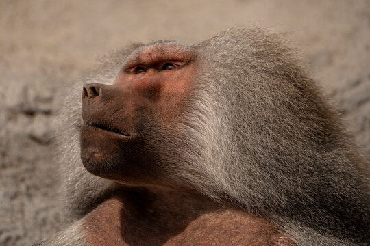Portrait of baboon